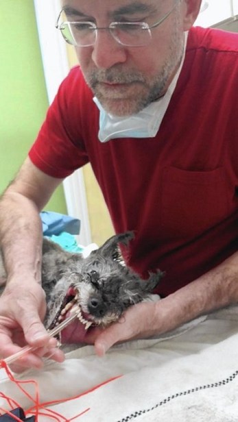 Jim Murphy of Bowie removes a tube from a dog's trachea following surgery at the Capitol Hill Animal Clinic - his day job. (Courtesy Photo / HANDOUT)